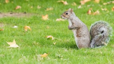 Sonbahar parkında sincap.