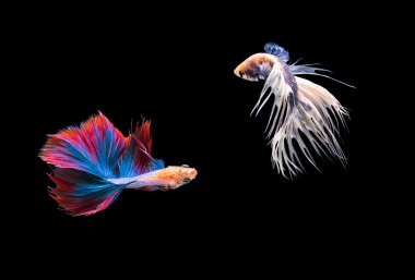 Siyam Balığı, daha iyi siyah arka plan üzerine izole