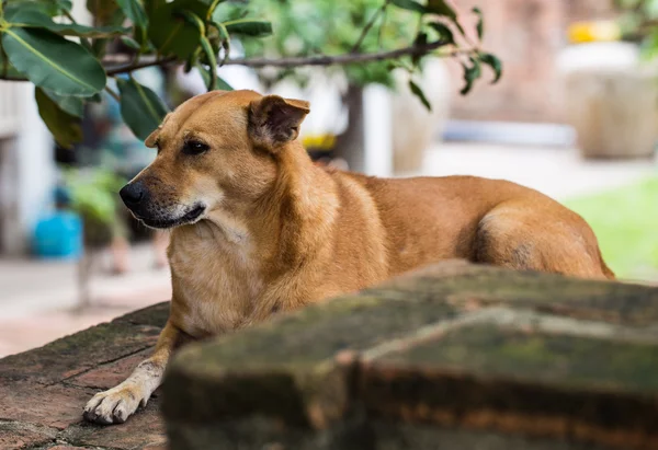 köpek ağacın altında rahatlatıcı