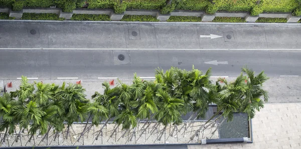Palmiye ağacı, yukarıdan manzara ile boş yol