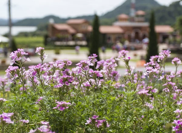 güzel çiçekler ve bulanık bağ içinde belgili tanımlık geçmiş