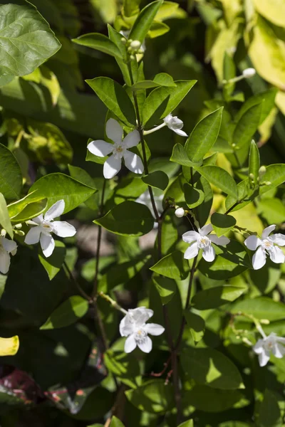 Yasemin 'in çiçek açan güzel bir dalının görüntüsü