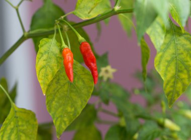 Kırmızı biber biber, kırmızı biber, Şili, Chill