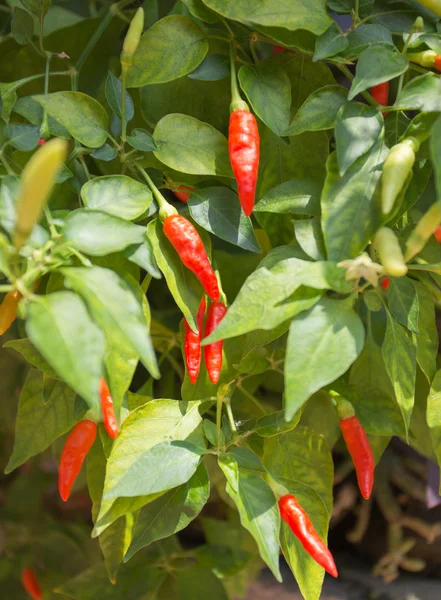 Arka bahçe içinde kırmızı biber biber