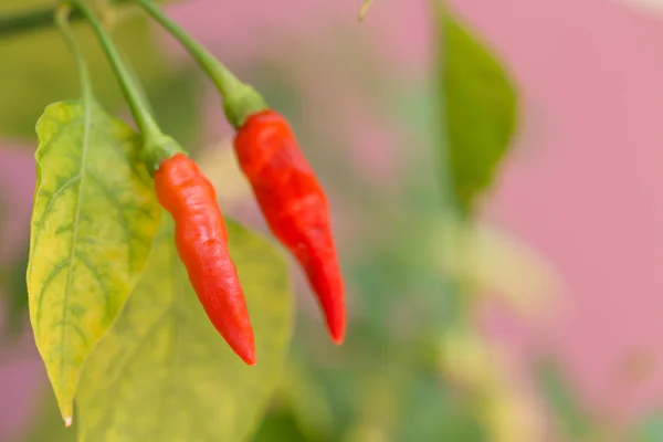 Bahçedeki kırmızı sıcak biber biber