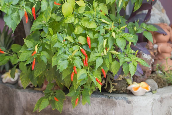 Arka bahçe içinde kırmızı biber biber