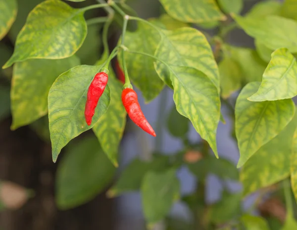 Bahçedeki kırmızı sıcak biber biber