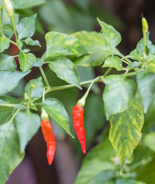 Bahçedeki kırmızı sıcak biber biber