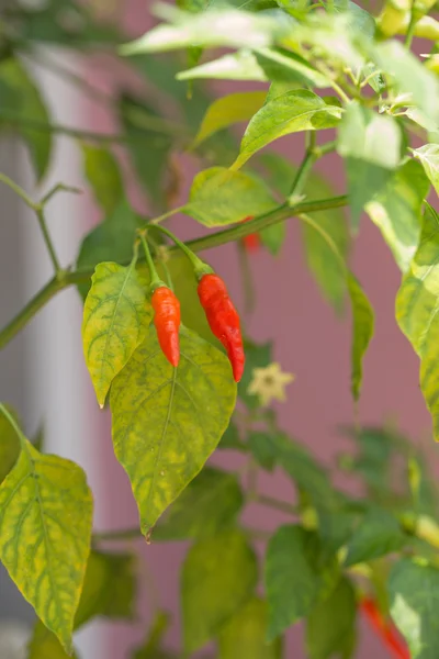 Arka bahçe içinde kırmızı biber biber