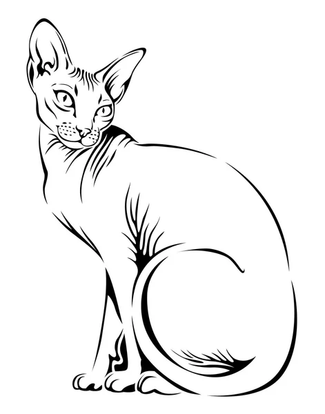 Hermosa esfinge de gato — Vector de stock