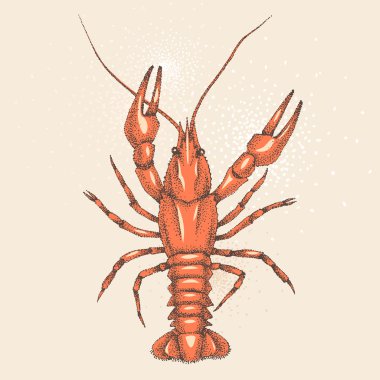 Red crayfish clipart
