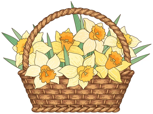 Basket with daffodils — Stock Vector