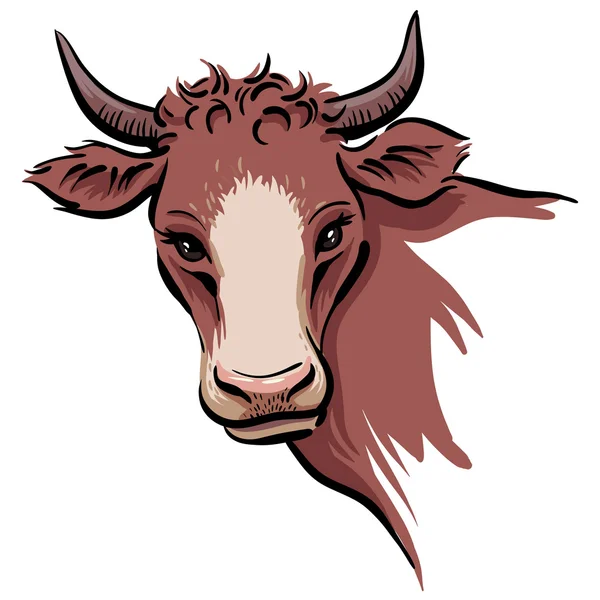 Kráva na hlavu — Stockový vektor