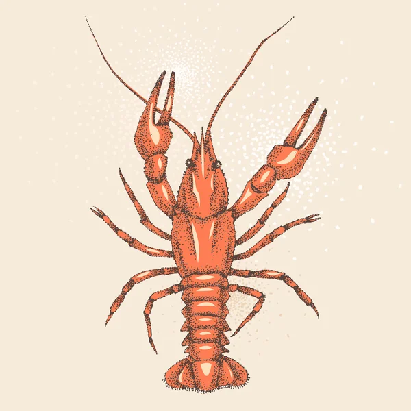 Red crayfish — Stock Vector