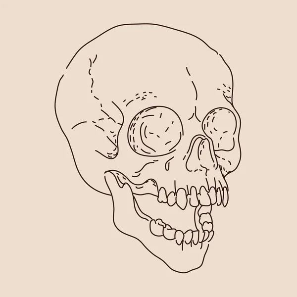 Skull on beige background — Stock Vector