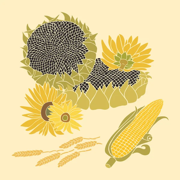 Tarjeta de felicitación de vector de girasol y maíz en el fondo brillante — Vector de stock