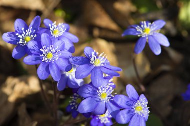 Violet Hepatica nobilis, Common Hepatica veya Anemone hepatica. Erken bahar çiçekleri. Kapat..