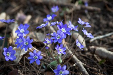 Violet Hepatica nobilis, Common Hepatica veya Anemone hepatica. Erken bahar çiçekleri. Kapat..