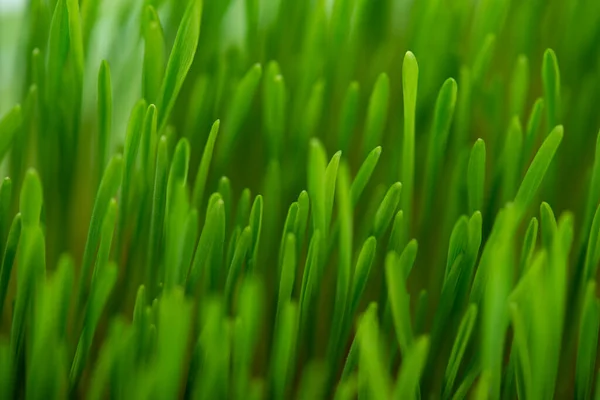Green Grass Close Abstract Nature Background Wheat Green Sprouts — Stock Photo, Image