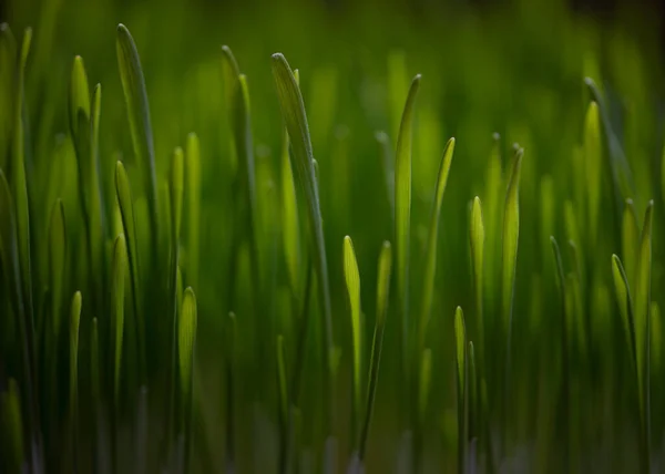 Grünes Gras Aus Nächster Nähe Abstrakter Hintergrund Der Natur Weizengrünsprossen — Stockfoto