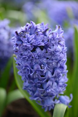 Hyacinth türü Mavi Tango bahçede çiçek açar. Kapat..