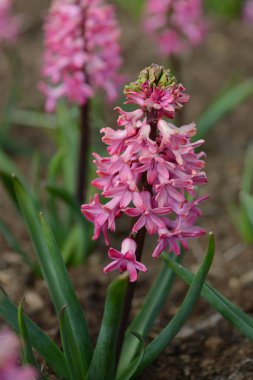 Sümbül türünden Jan Bos bahçede çiçek açıyor. Kapat..