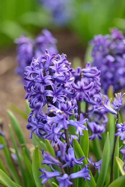 Variedad Jacinto Blue Pearl Florece Jardín Cerca — Foto de Stock