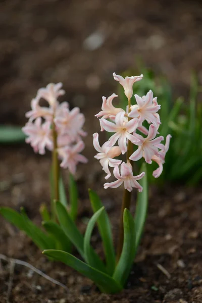 Varietà Giacinto Gipsy Queen Fiorisce Giardino Vicino — Foto Stock