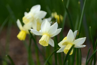 Nergis (Narcissus) bahçede çeşitli yelkenliler açar. Kapat..