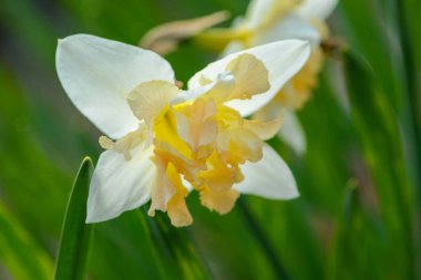 Bahçede çeşitli sarmaşıklar tomurcuklanır. Kapat..