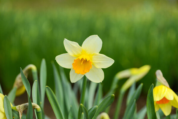 Daffodil (Narcissus) variety Sempre avanti blooms in a garden. Close up.