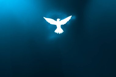 Mavi ışıkta beyaz güvercin silueti. Pentecost Pazar konsepti