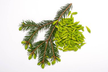 Spruce uçları ve beyaz arka planda izole edilmiş köknar dalı. Alternatif, bitkisel, doğal tıp konsepti.
