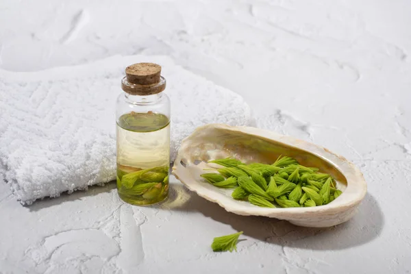 Spruce Tips Massage Oil Alternative Herbal Natural Medicine Spa Concept — Stock Photo, Image