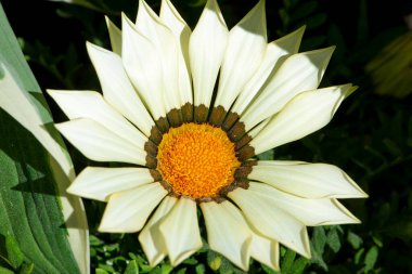 Beyaz Gazania çiçeği yaklaş. Gazania rigens (Hazine Çiçeği, Afrika papatyası) üst görünümü.