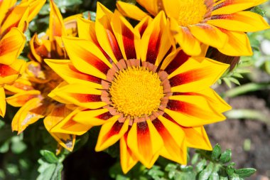 Sarı Gazania çiçeği yaklaş. Gazania rigens (Hazine Çiçeği, Afrika papatyası) üst görünümü.