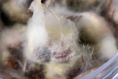 Yiyecek kalıbı yakın çekim. Seçici odaklanma. Soyut arkaplan.