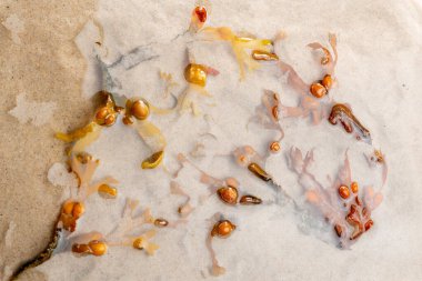 Beyaz kumdaki suda yosun yosunu var..