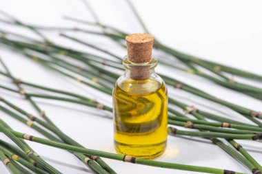 Beyaz arka planda su atkuyruğu otu ve at kuyruğu yağı..