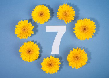 7 numara sarı Gerbera çiçekleriyle çevrili mavi arka planda..