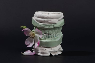 Alçıtaşı, insan dişlerinin pembe çiçekli modeli..