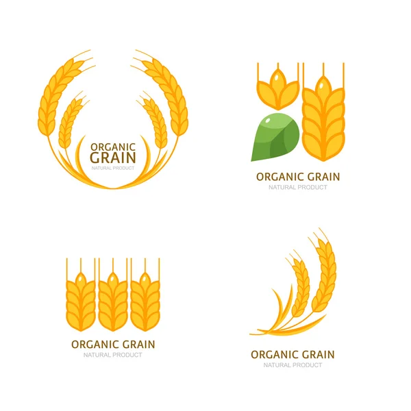 Concept for organic products, harvest and farming, grain, bakery — Stockový vektor