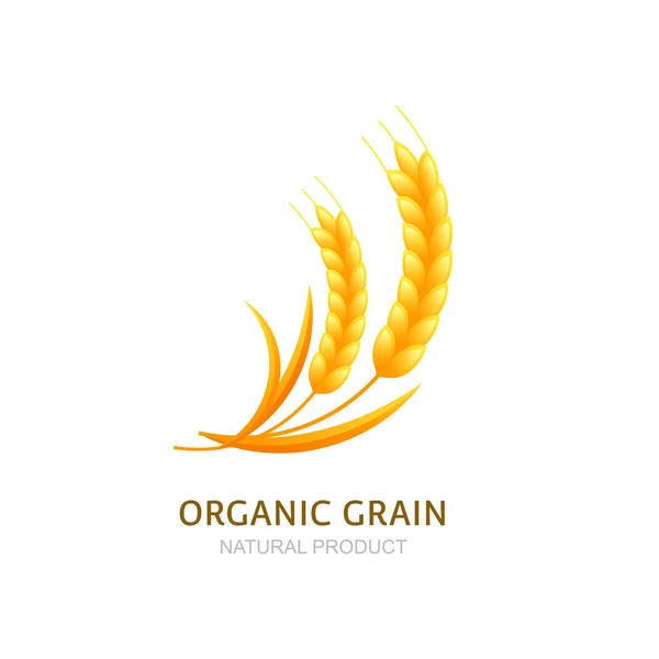 Wheat or rye grain logo, icon or label vector design elements. — Stockový vektor