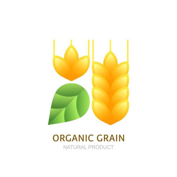 Organic wheat grain logo, icon, label vector design elements. — Stockový vektor