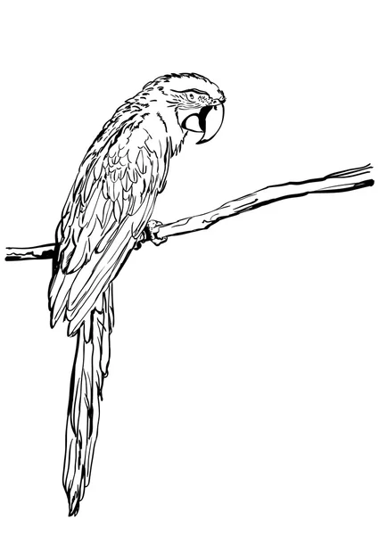 Vector hand drawn illustration of tropical ara parrot. Isolated monochrome parrot bird. Black and white sketch of parrot on branch. — Image vectorielle