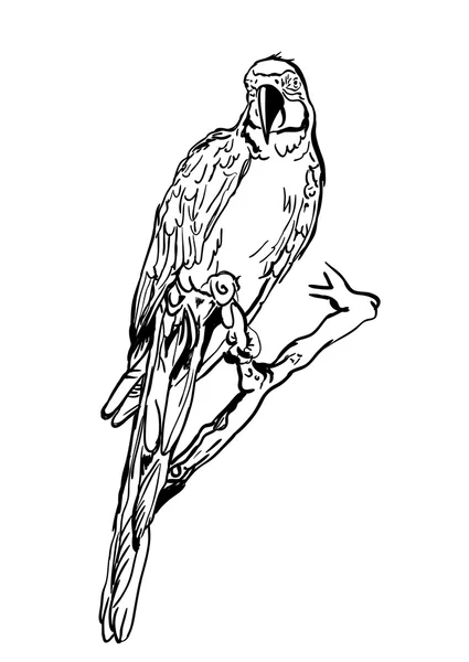Vector illustration of tropical ara parrot sitting on tree. Isolated monochrome parrot bird. Black and white sketch of parrot. — Stockvektor