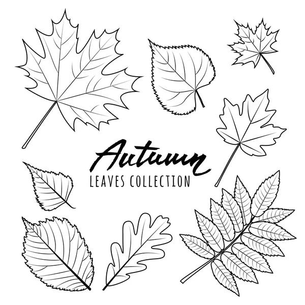 Set of vector autumn leaves. Black and white outline hand drawn fall leaves. — Stock Vector