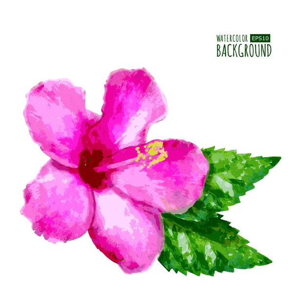 Akvarell vektor bakgrund med rosa tropical hibiscus blomma. — Stock vektor