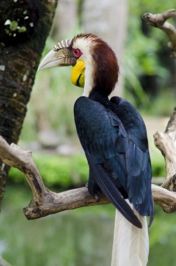Exotic bird toucan sit on a branch tree. Wildlife Bali, Indonesi