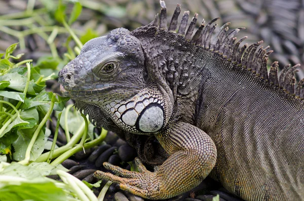 Exotic animal. Close-up of green iguana. Reptile portrait. Wildl — Stockfoto